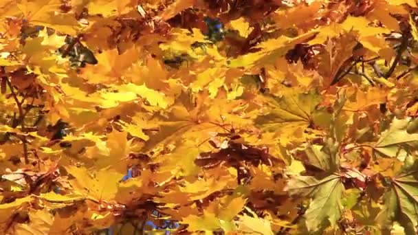 Bel automne — Video