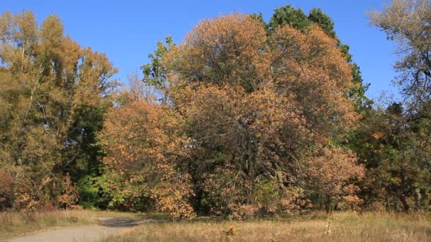 Beautiful autumn — Stock Video