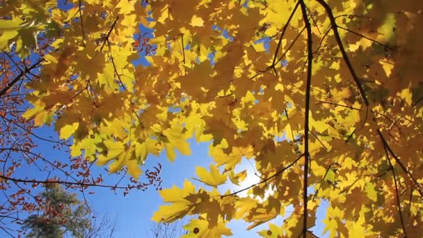 Hermoso árbol otoñal y rayos de sol — Vídeo de stock