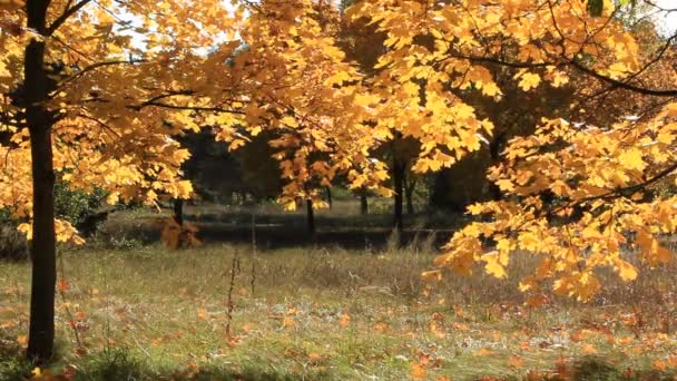 Beautiful autumnal trees and light breeze — Stock Video