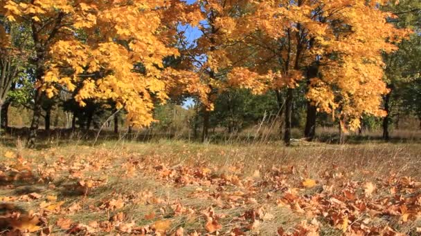 Chute des feuilles 