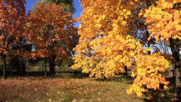 Beautiful autumn — Stock Video