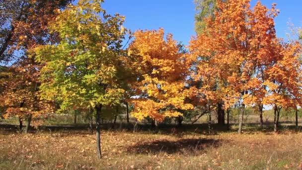 Schöner Herbst — Stockvideo