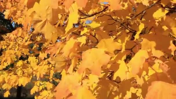 Autumnal yellow leaves — Stock Video