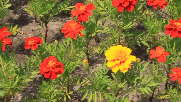 Fleurs