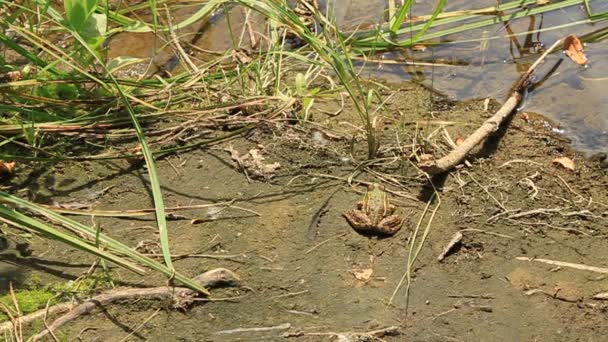 grenouille