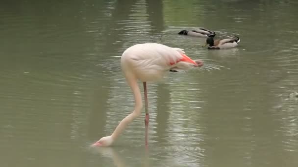 粉红色的火烈鸟 — 图库视频影像