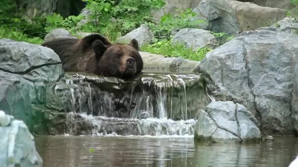 Oso — Vídeos de Stock