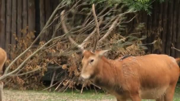 Funny deer with branch — Stock Video