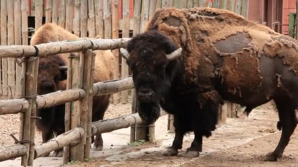 Europese bisons — Stockvideo