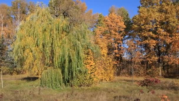 Bel automne — Video