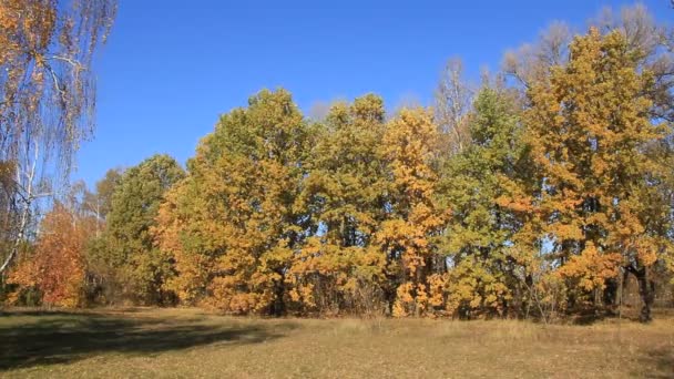 Bel automne 
