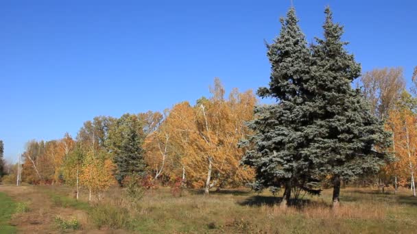 Schöner Herbst — Stockvideo