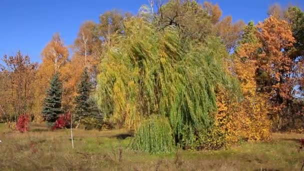 Bel automne 