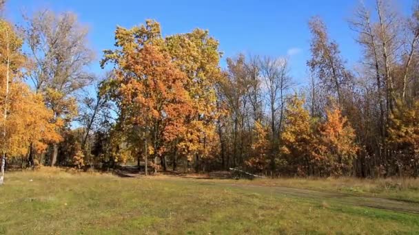 Hermoso otoño — Vídeo de stock