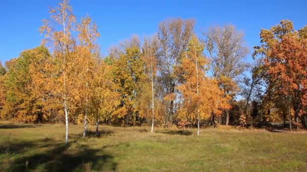Krásný podzim — Stock video