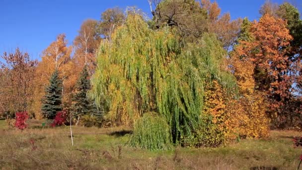 Beautiful autumn — Stock Video