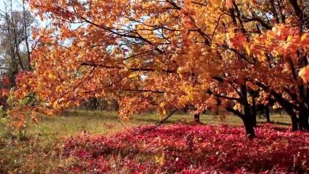 Güzel sonbahar — Stok video