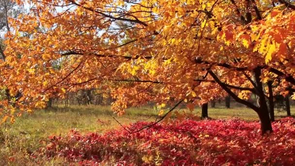 Hermoso otoño — Vídeos de Stock