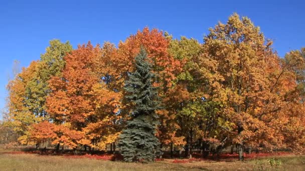 Beautiful autumn — Stock Video