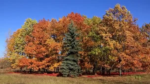 Vackra hösten — Stockvideo