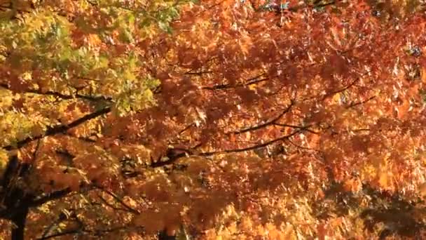 Bellissimo autunno — Video Stock