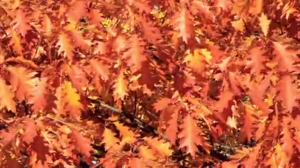 Hermoso otoño — Vídeo de stock