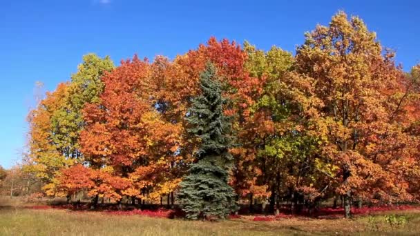 Schöner Herbst — Stockvideo