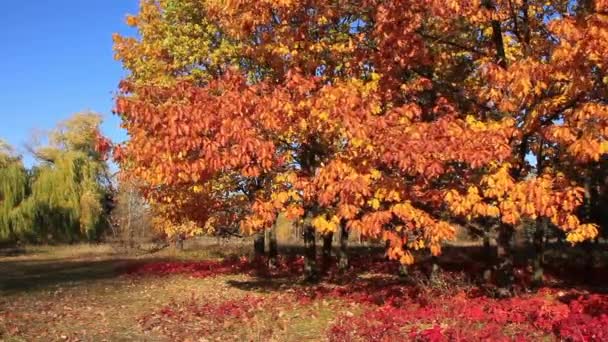 Beautiful autumn — Stock Video