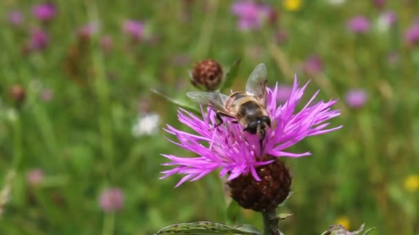 Extraction de nectar de fleurs 