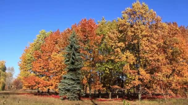 Bel automne 