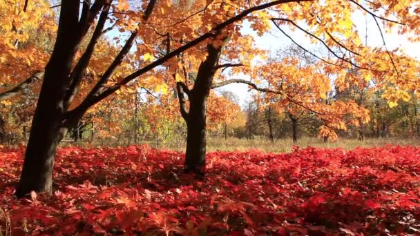 美丽的秋天 — 图库视频影像