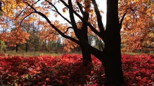Piękna jesień — Wideo stockowe
