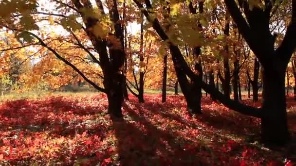 Hermosos árboles otoñales y rayos de sol — Vídeo de stock