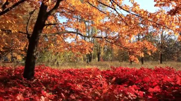 Красивая осень — стоковое видео