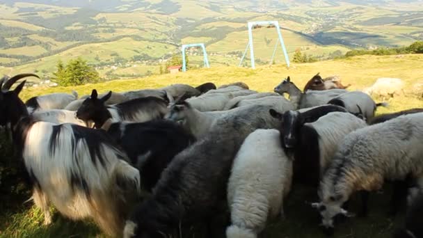 Rebaño de ovejas y cabras — Vídeos de Stock