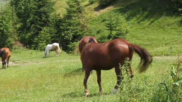 Стадо лошадей — стоковое видео