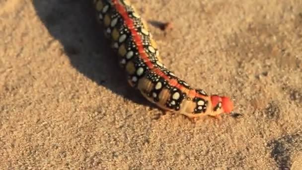 Grote caterpillar — Stockvideo