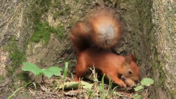 Eichhörnchen mit Walnuss — Stockvideo