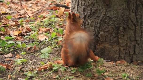 Squirrel with walnut — Stock Video