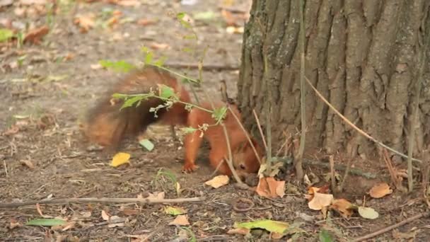 Eichhörnchen mit Walnuss — Stockvideo