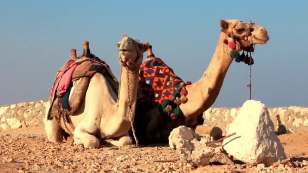 Egyptian camels — Stock Video