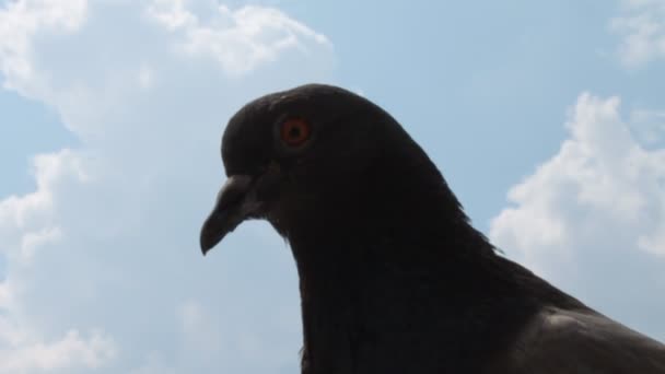 Gri güvercin — Stok video