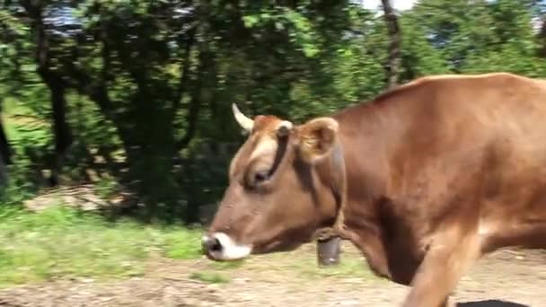 Herd of cows — Stock Video