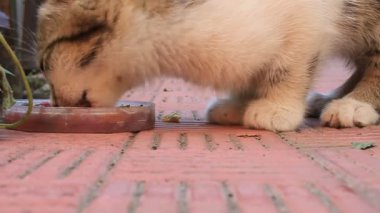 Yavru kedi