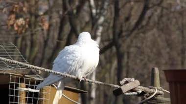 tel üzerinde beyaz kuş