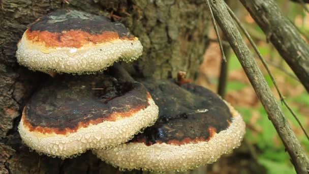 Паразитарные грибы — стоковое видео