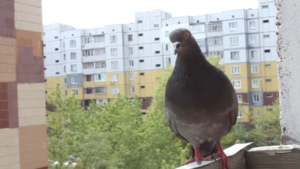 Pombo cinzento — Vídeo de Stock