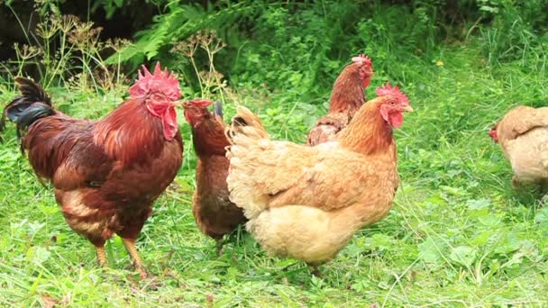 Familia de pollos — Vídeos de Stock