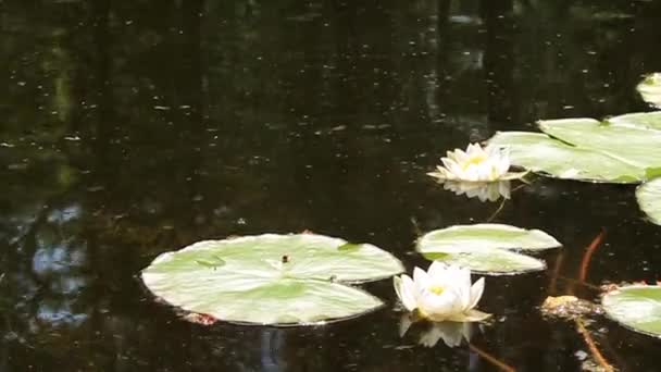 Water lily — Stock Video